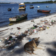Illustration for article titled Shocking Photos from the Water Sports Site of the Rio Olympics